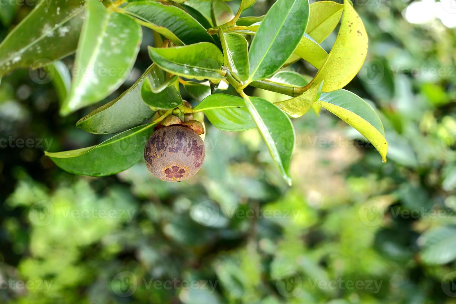 Mangosteen tree with ripe mangosteen in the garden photo