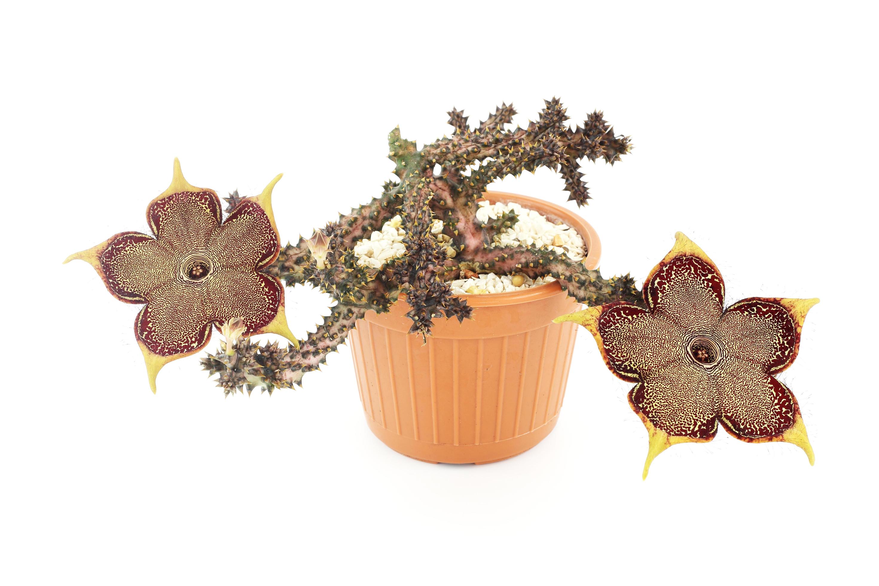 Edithcolea grandis Persian carpet flower which rare and strange ssucculent plant growth in