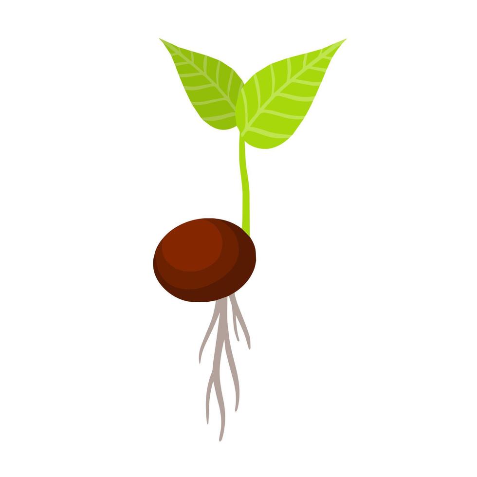 Sprout of plant. Small green leaves. Sprouted seed. Farm and gardening. Planting of crop. Element of nature and flora. Start of tree growth. Flat cartoon illustration vector