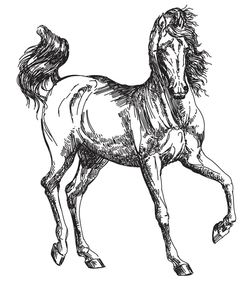 Arabian horse hand drawing illustration in vector