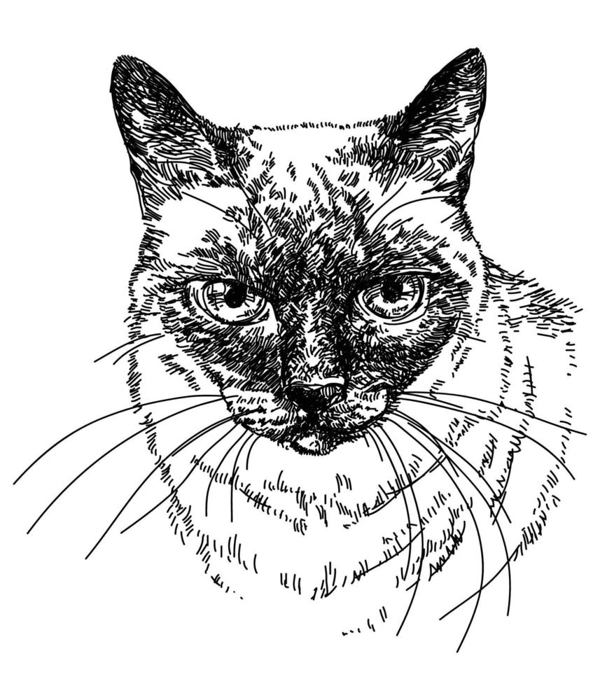 Siamese Cat head vector hand drawing illustration