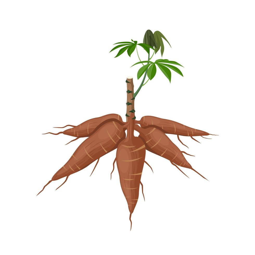 ilustración vectorial, planta de mandioca o manihot esculenta, también conocida como mandioca, aislada en un fondo blanco, como pancarta, afiche o plantilla del día nacional de la tapioca. vector