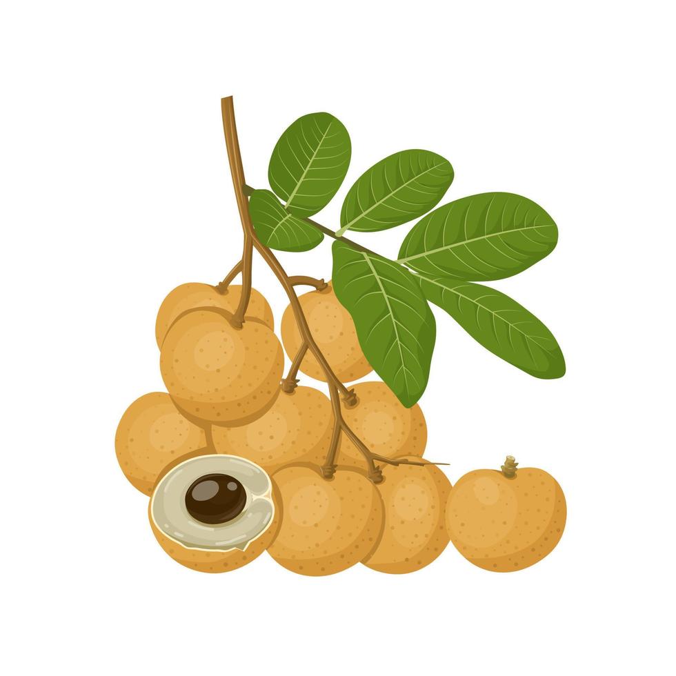 Vector illustration, longan fruit whole and in half, with green leaves, isolated on a white background.