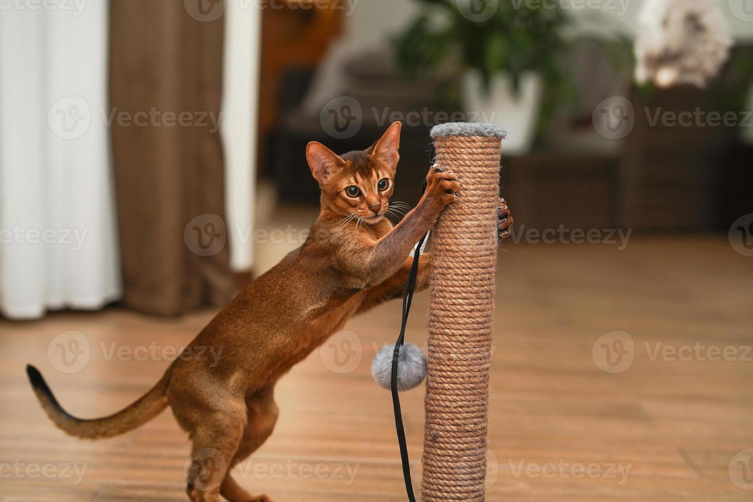 An abyssinian cat sharpening its claws at tha scratching post photo