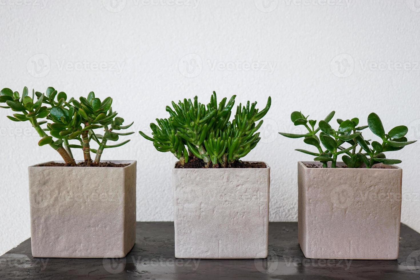 Three succulent plants made of concrete stand on a table photo