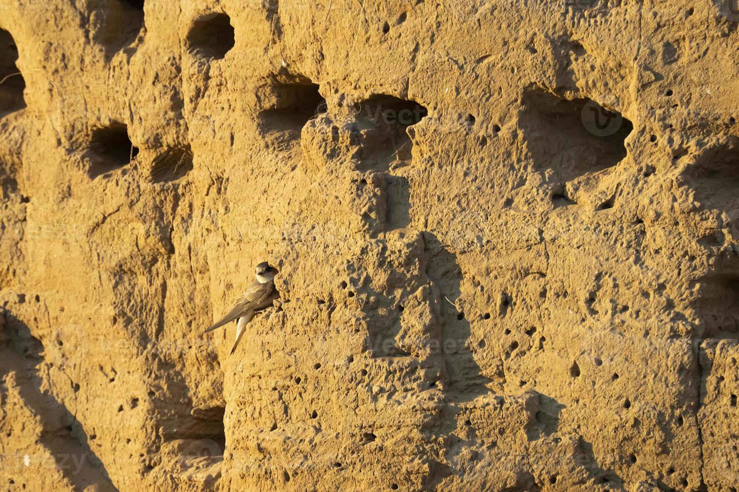Swallows' nests in the sheer mountain photo