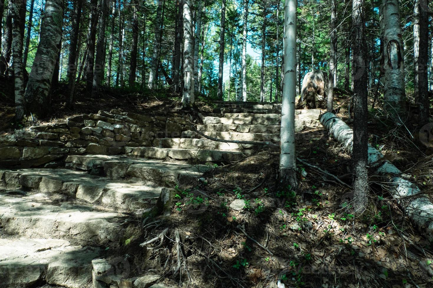 stone path in the forest with the rays of the sun photo