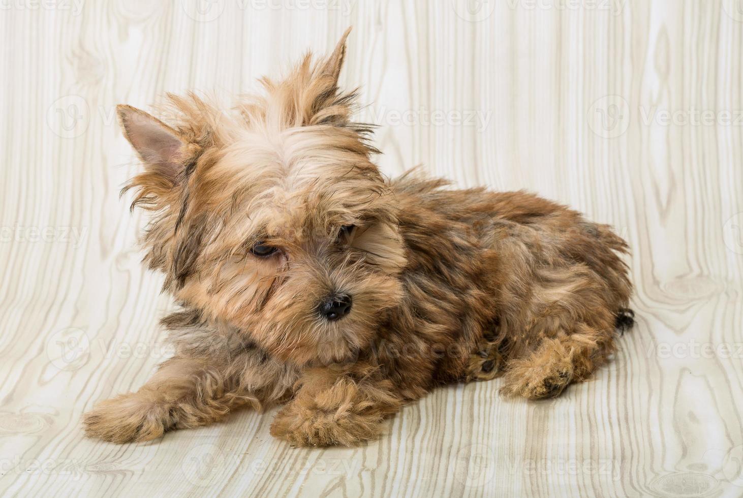 Yorkshire terrier on wooden background photo