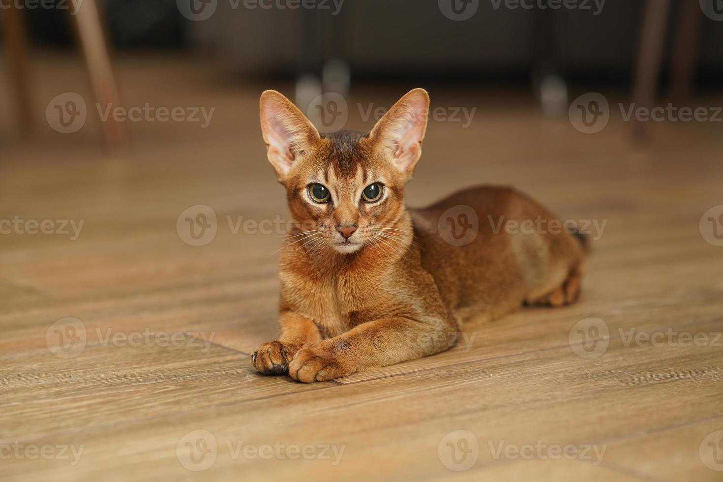 An abyssinian cat lying on the floor looking into the camera photo