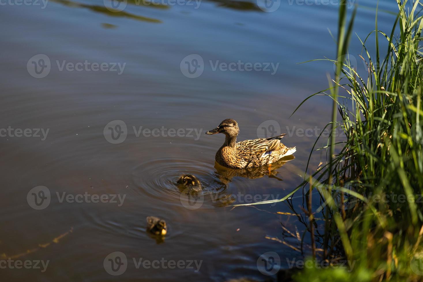 A large mother duck, ducklings rest on the shore of the reservoir and swim. photo