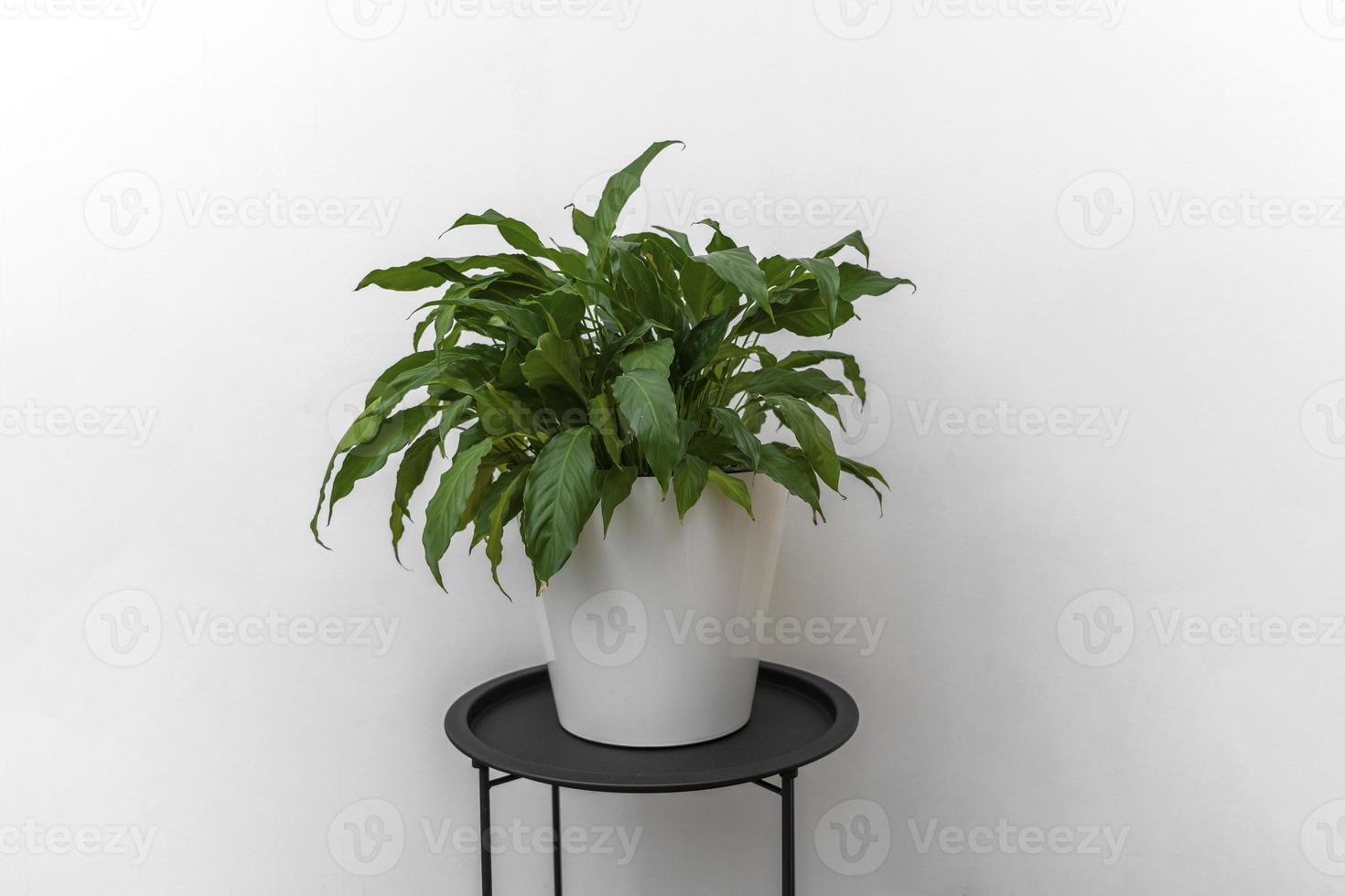 A green plant spathiphyllum in a white pot standing on the black table photo