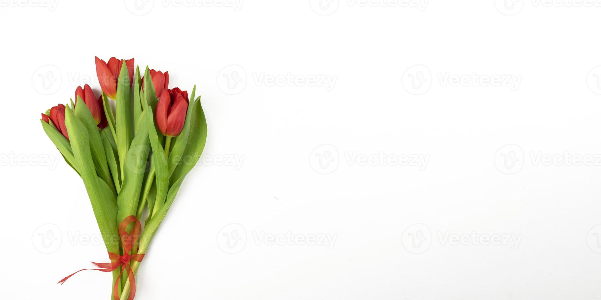 Red tulips lie on a white background. Banner photo