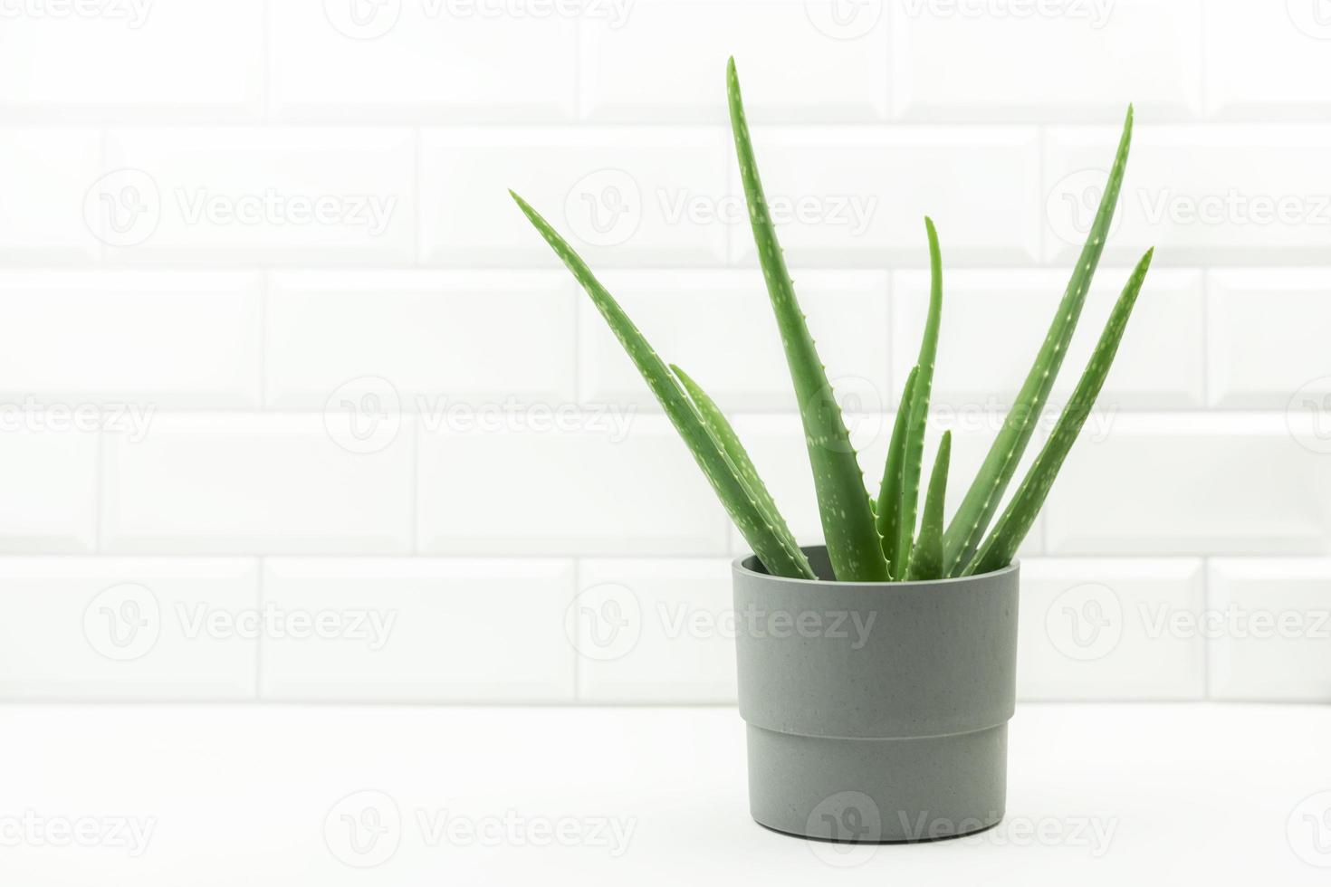 A green plant aloe standing in the bathroom. Planting and gardening at home concept photo