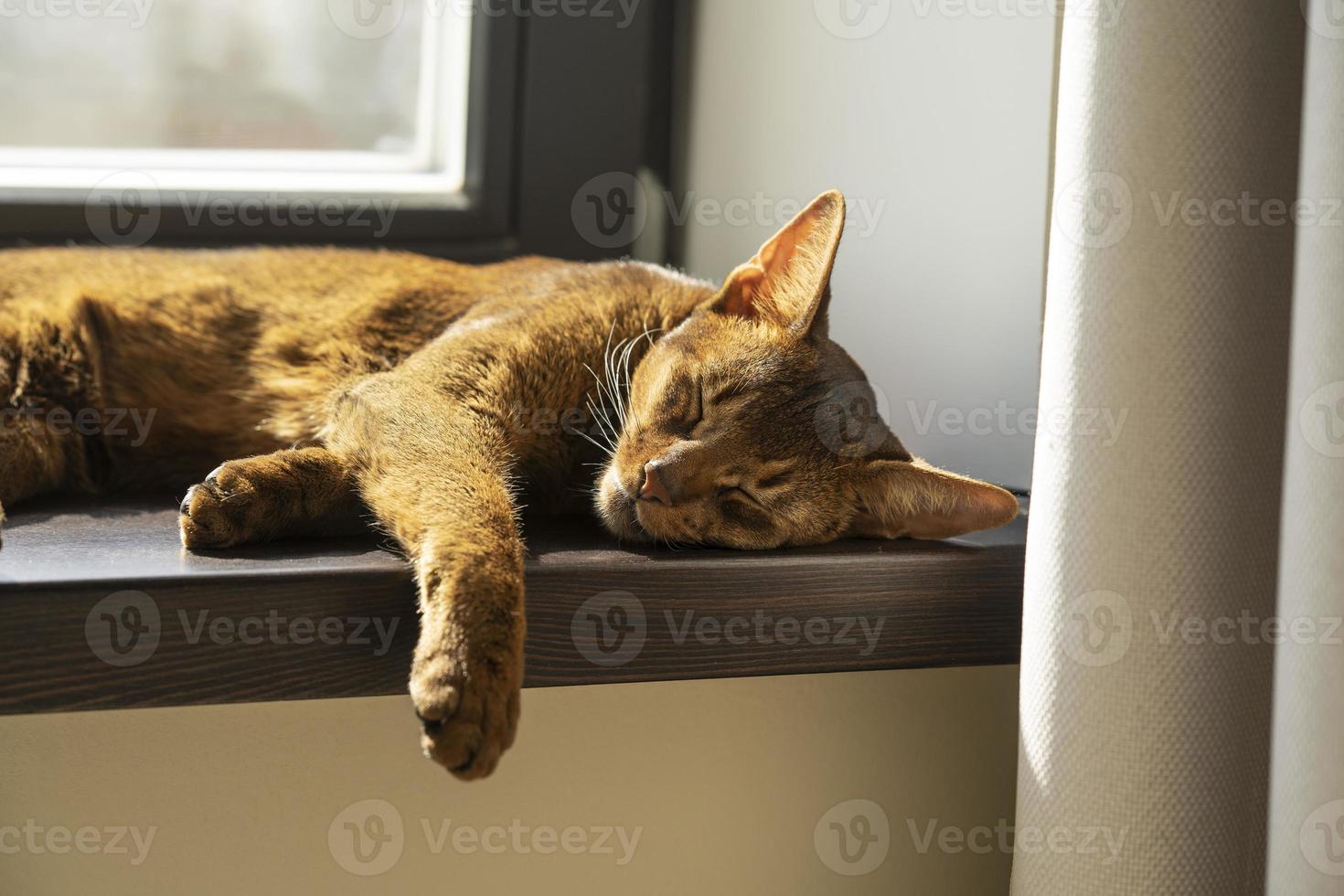 A ginger lazy abyssinian cat sleeping on the windowsill photo