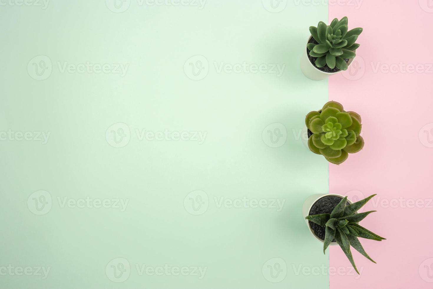 Three different kinds of succulents in white flowerpots stand on a colorful pink and blue background photo