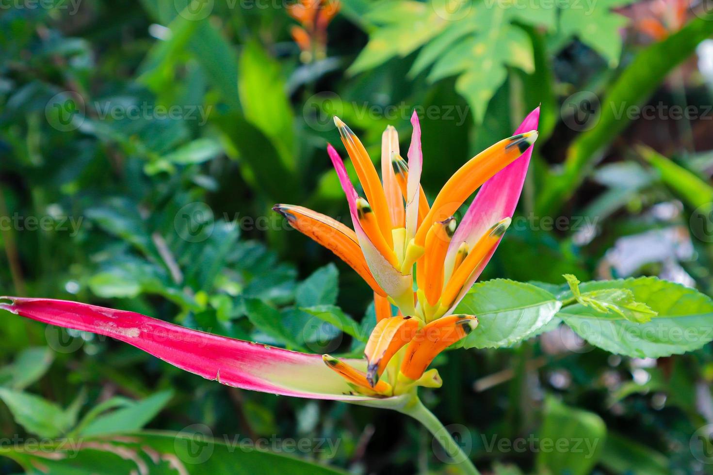 A Bird of paradise in the garden photo