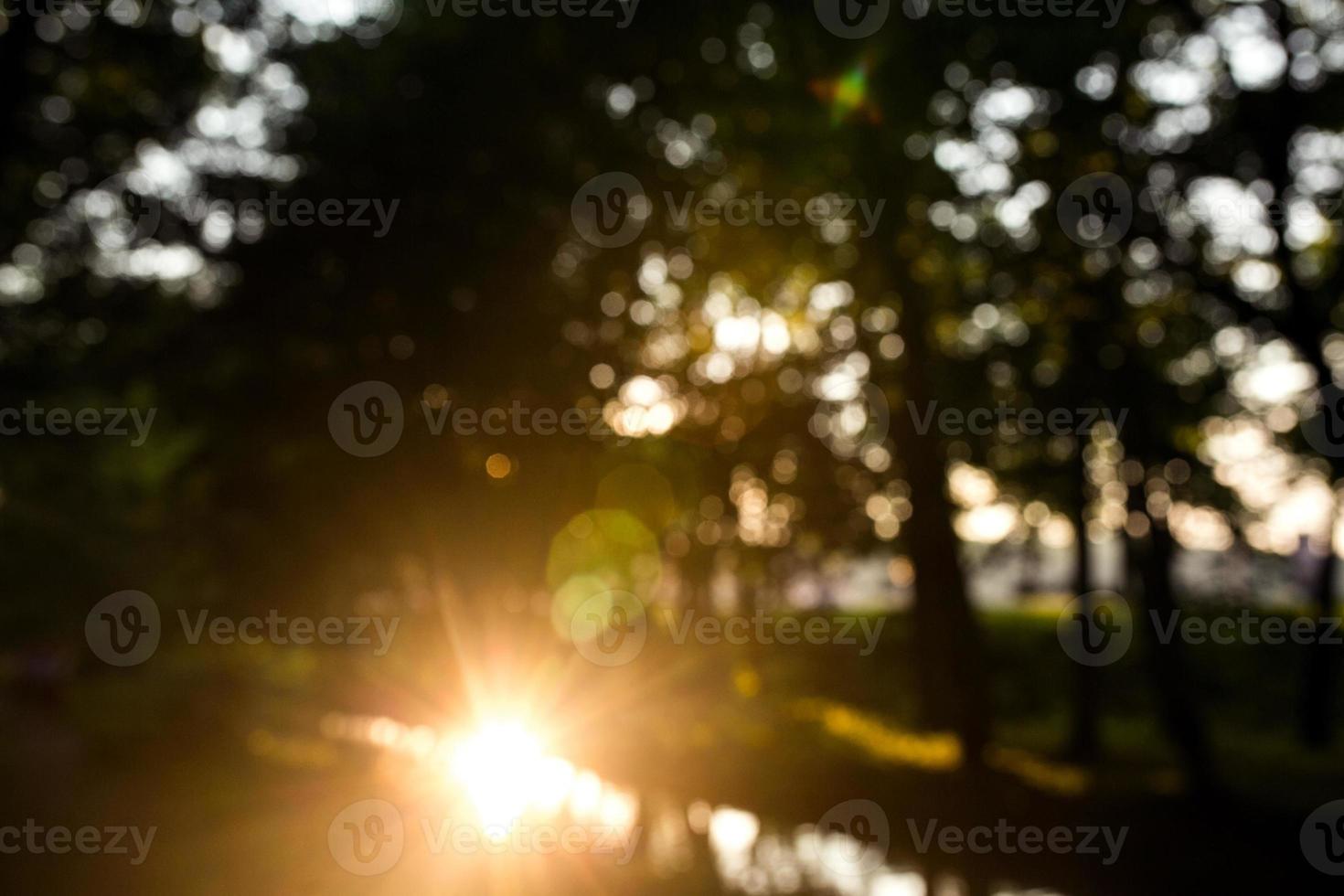 forest in the morning, bokeh background out focus photo