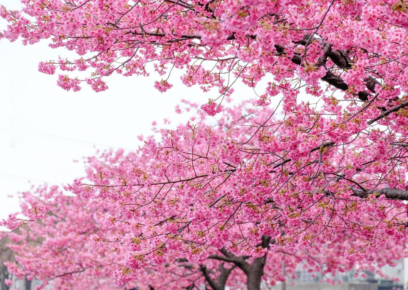 Soft focus of Beautiful cherry blossom with fading into pastel pink sakura flower,full bloom a spring season in japan photo