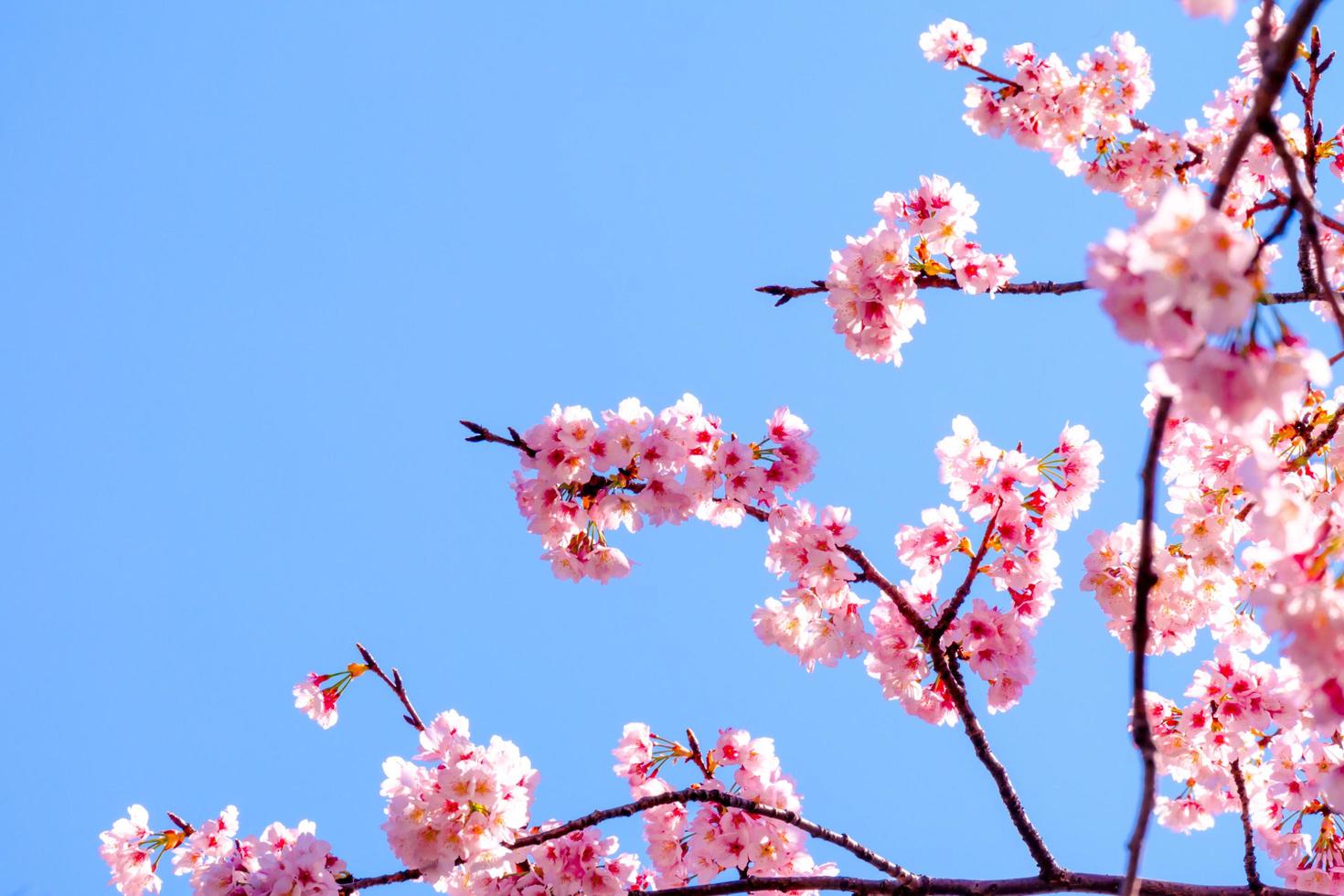 Beautiful cherry blossom against blue sky in the morning the weather is bright in japan photo