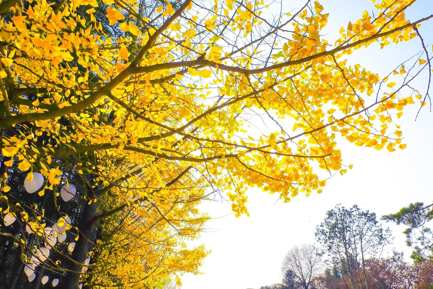 Yellow ginkgo biloba leaves tree in autumn photo