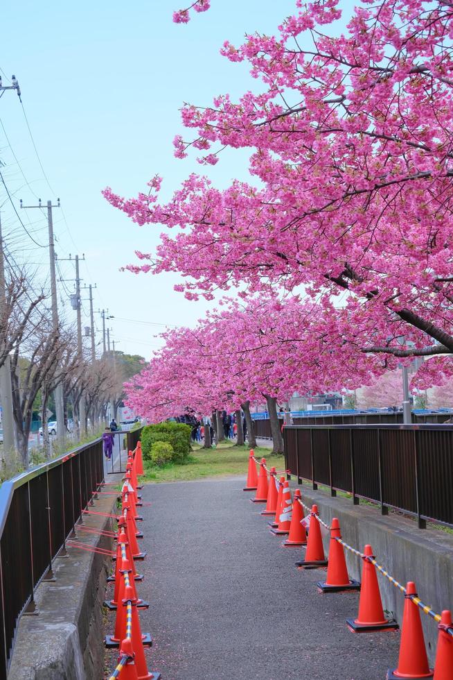 Pink cherry blossoms Sakura on the walkway with refreshing in the morning in japan photo