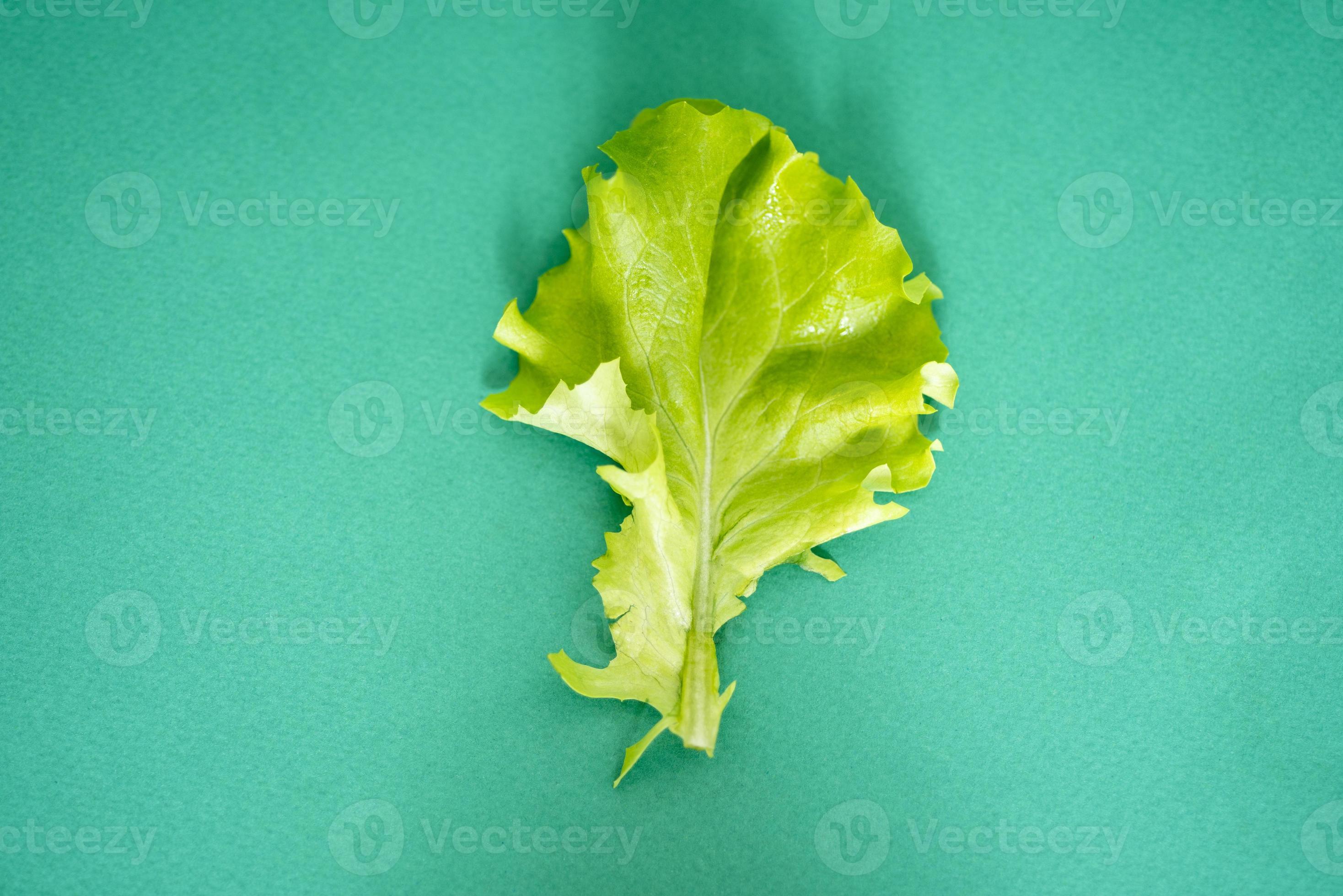 Lettuce leaf on green background with space for text. 11741409 Stock Photo at Vecteezy