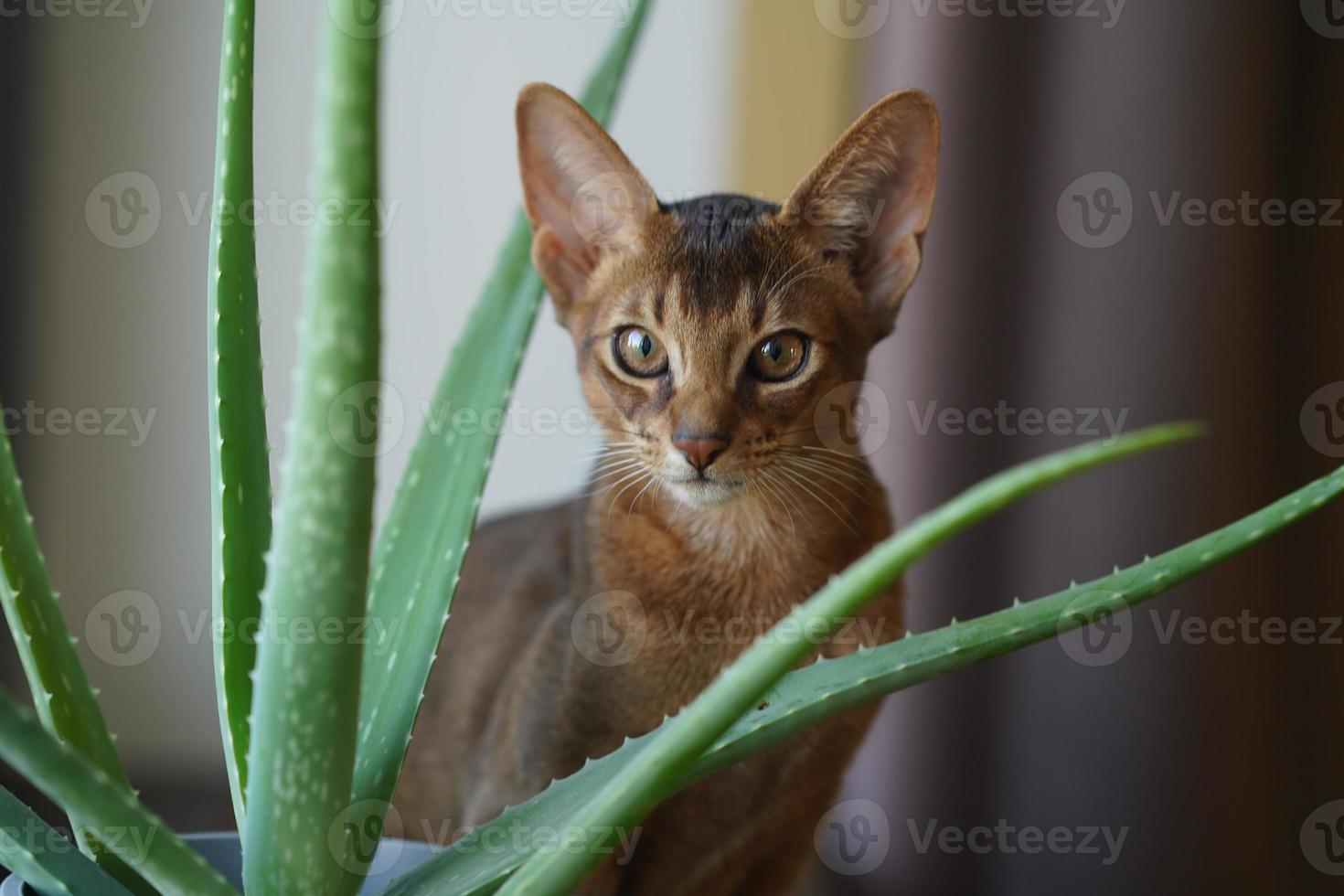 An abyssinian cat sitting on the windowsill looking into the camera photo