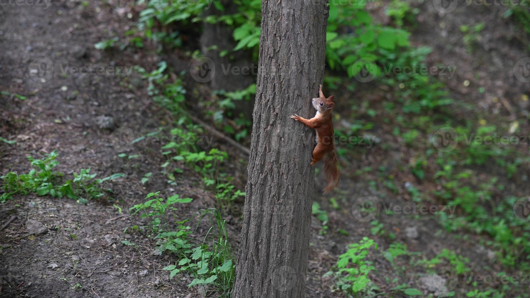 Red squirrel in the park. The squirrel climbs the tree. photo