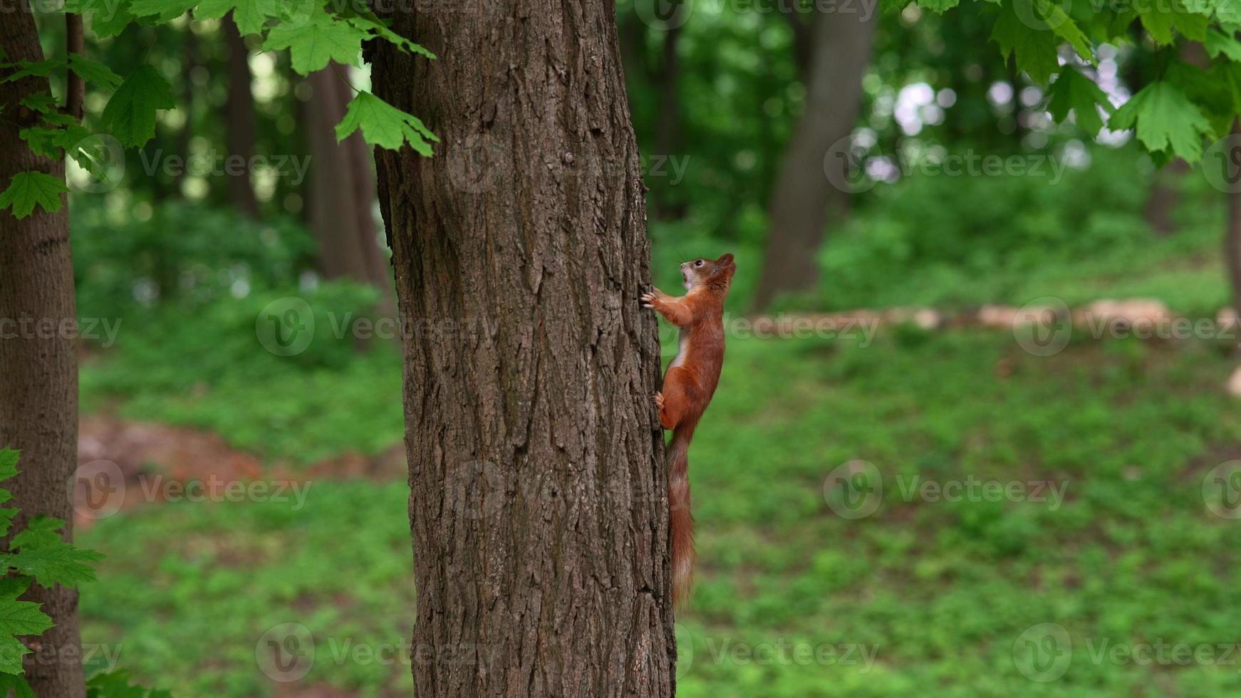 ardilla roja en el parque. la ardilla sube al árbol. foto