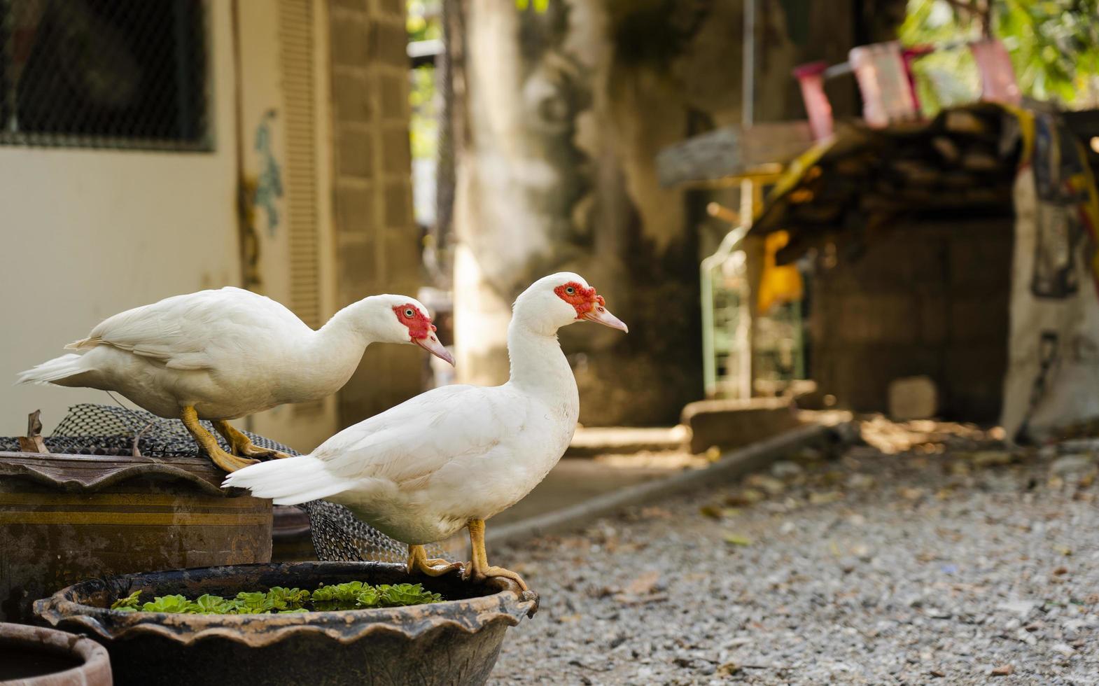 Muscovy ducks Cairina moschata in the farmyard photo