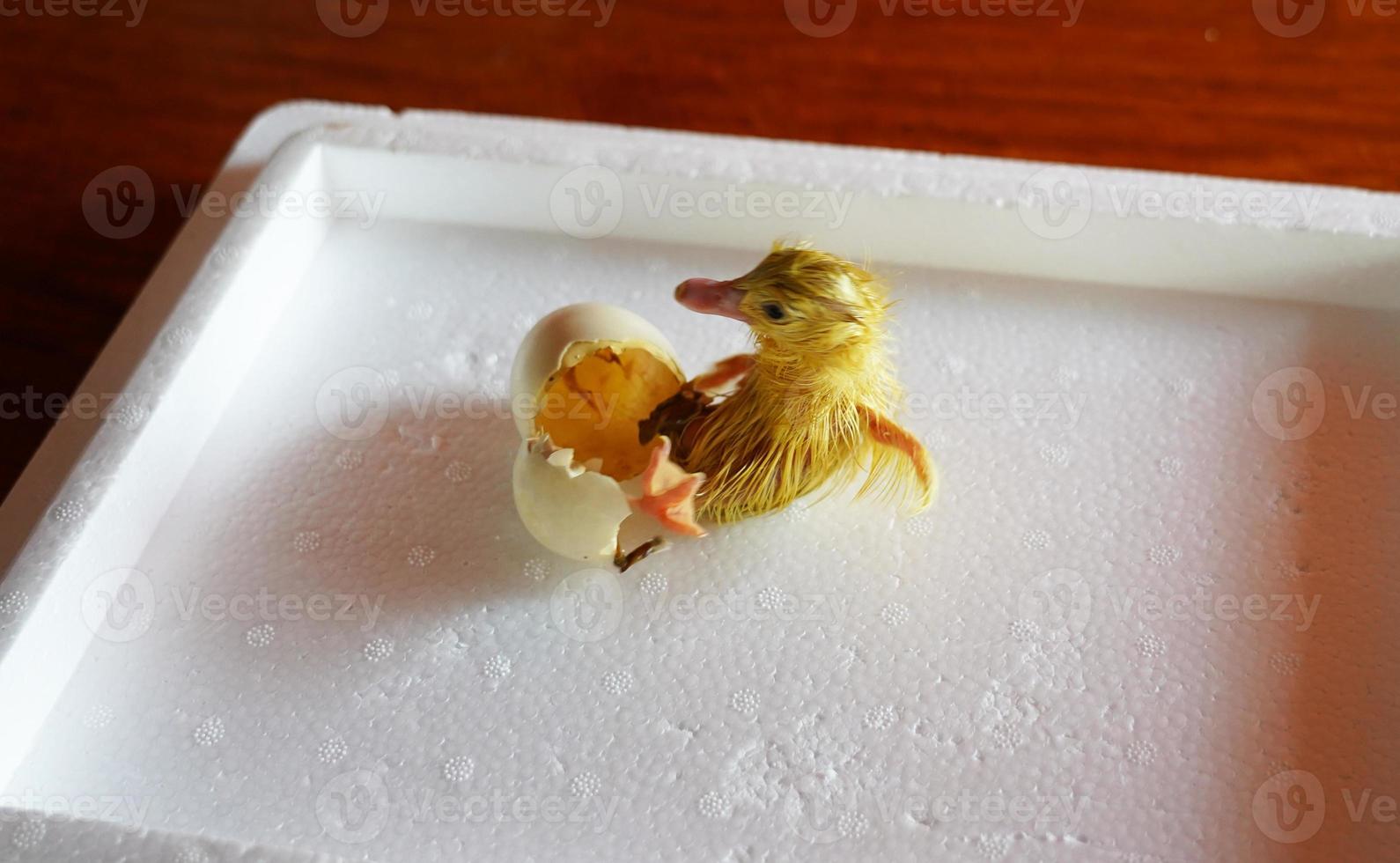 little yellow duckling hatched from an egg, chick out of egg photo