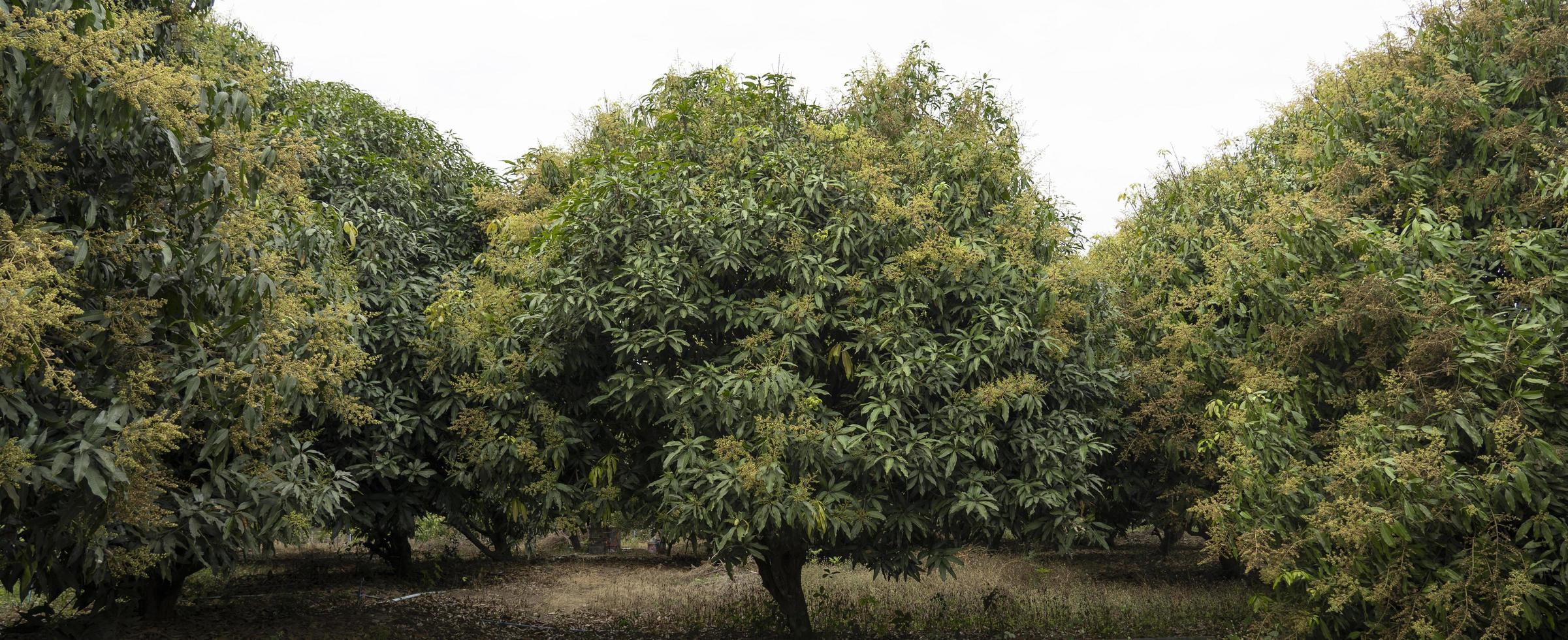 Mango trees and mango orchards that are blooming in the harvest season. photo