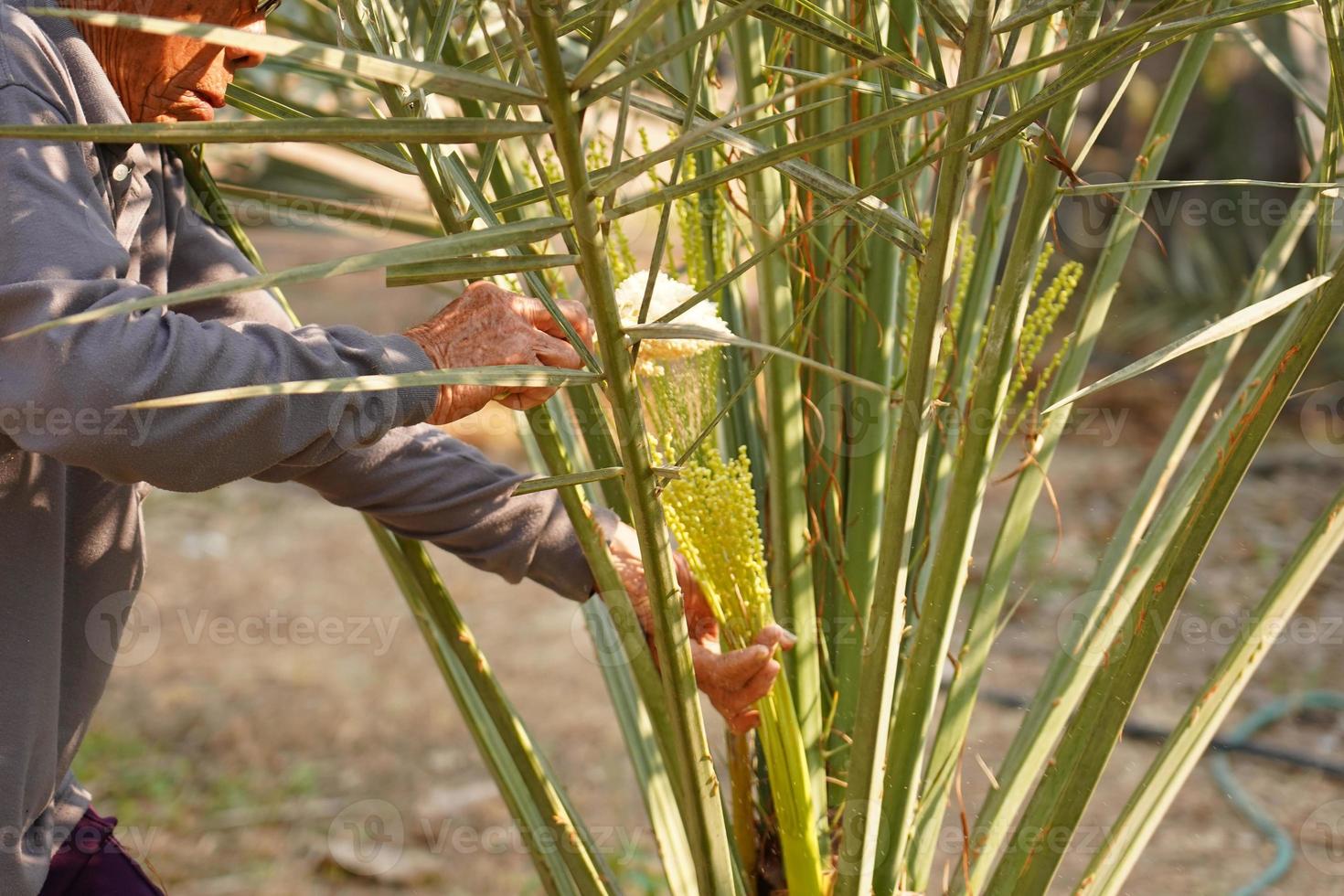 Gardeners are pollinating the palm trees. Date Palm PollinationDate
