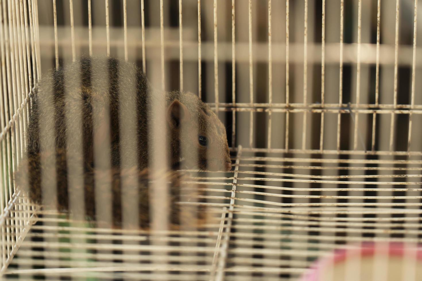 Red squirrel caught in a live trap awaiting relocation. Keeping animals in captivity concept. photo