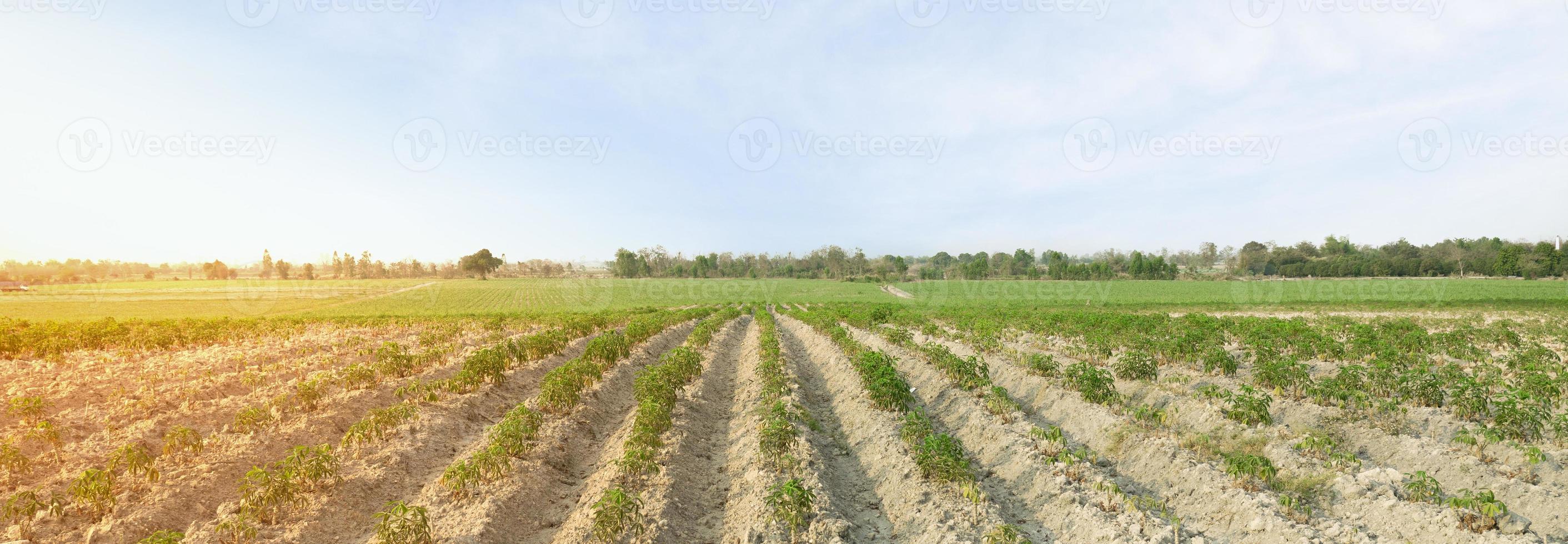 plantación de yuca y cielo. concepto de cultivo de yuca foto