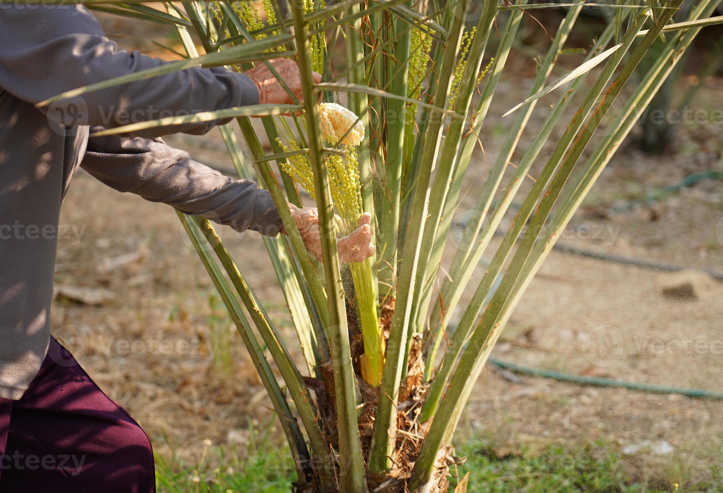 Gardeners are pollinating the palm trees. Date Palm PollinationDate