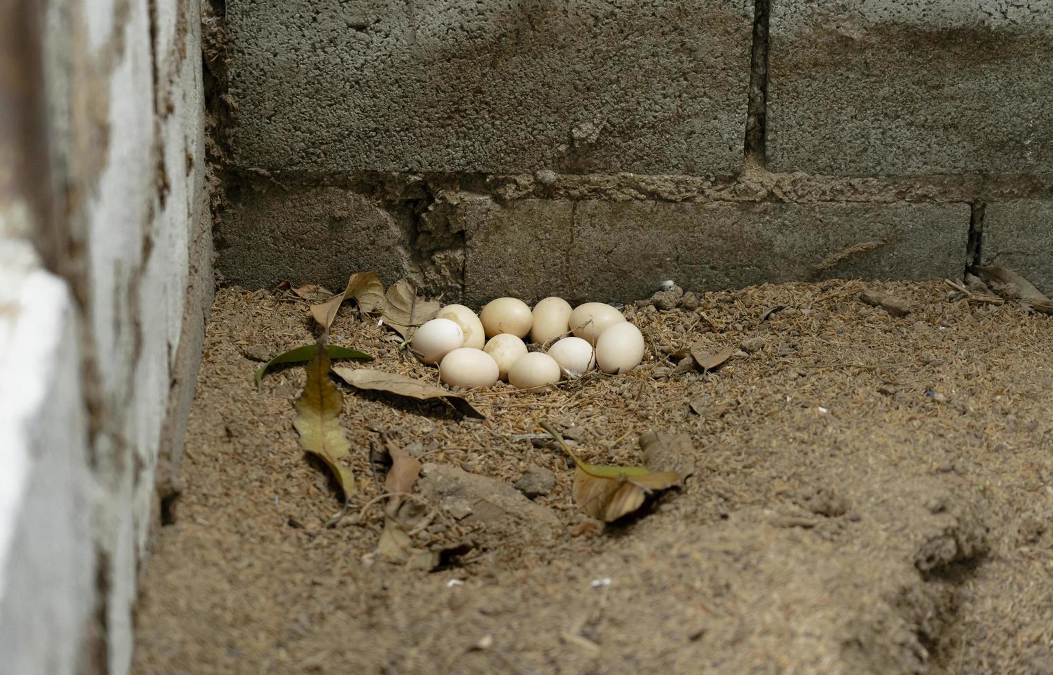 Chicken eggs on the ground in the backyard photo