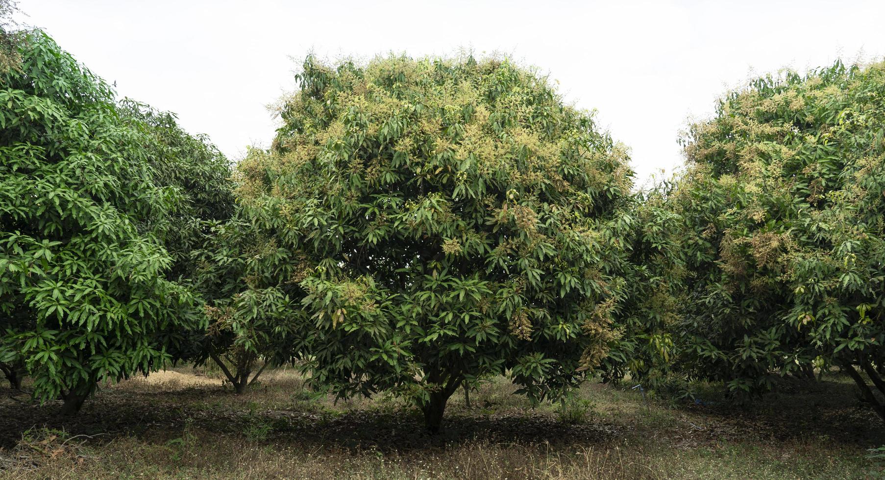 árboles de mango y huertos de mango que florecen en la temporada de cosecha. foto