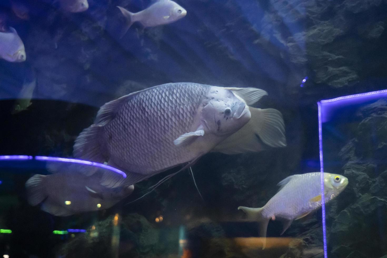 fishes in aquarium environment. Freshwater aquaria concept photo