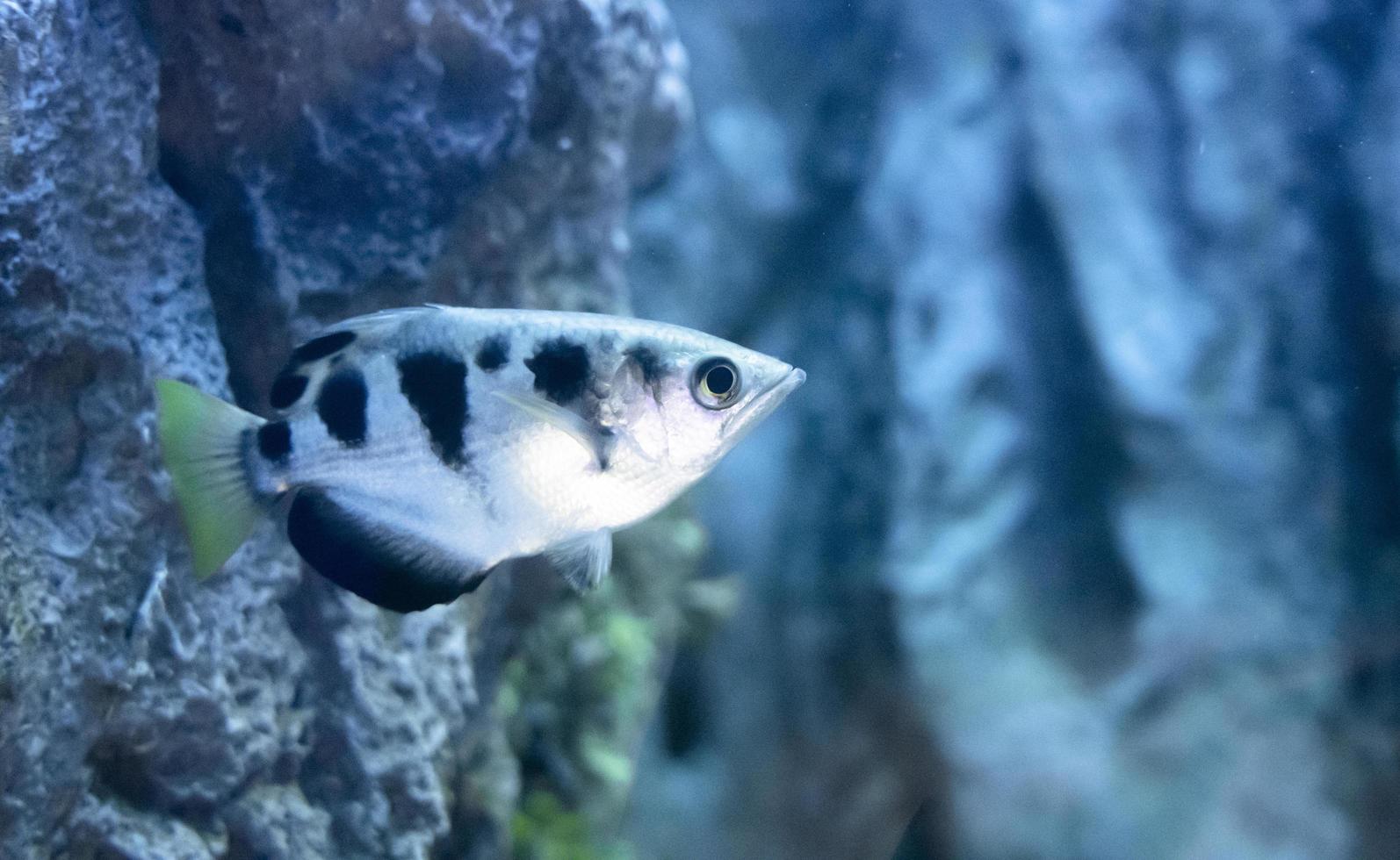 Common Archer Fish in aquarium. Freshwater fish photo