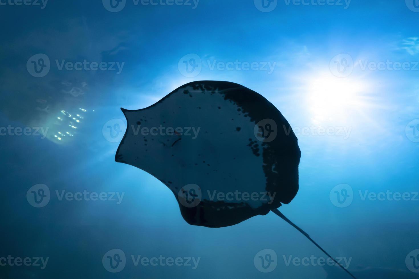 Himantura uarnacoides swimming in the water. Manta ray. Stingray photo