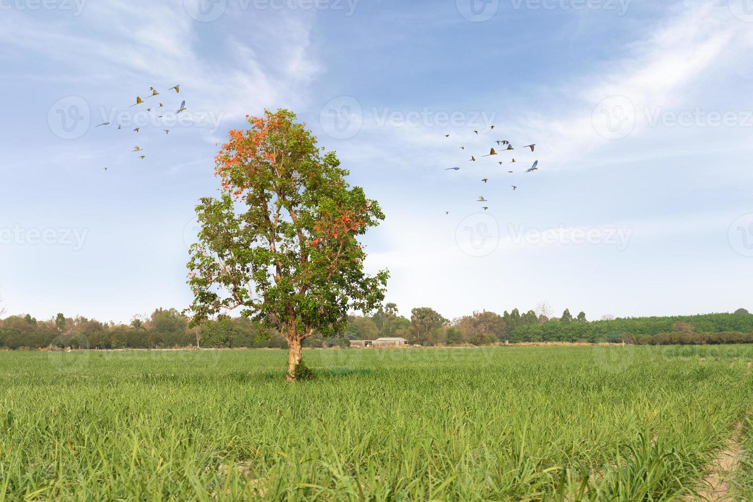 Views of the grasslands, trees, sky and birds. Quiet natural atmosphere. Beautiful nature photo