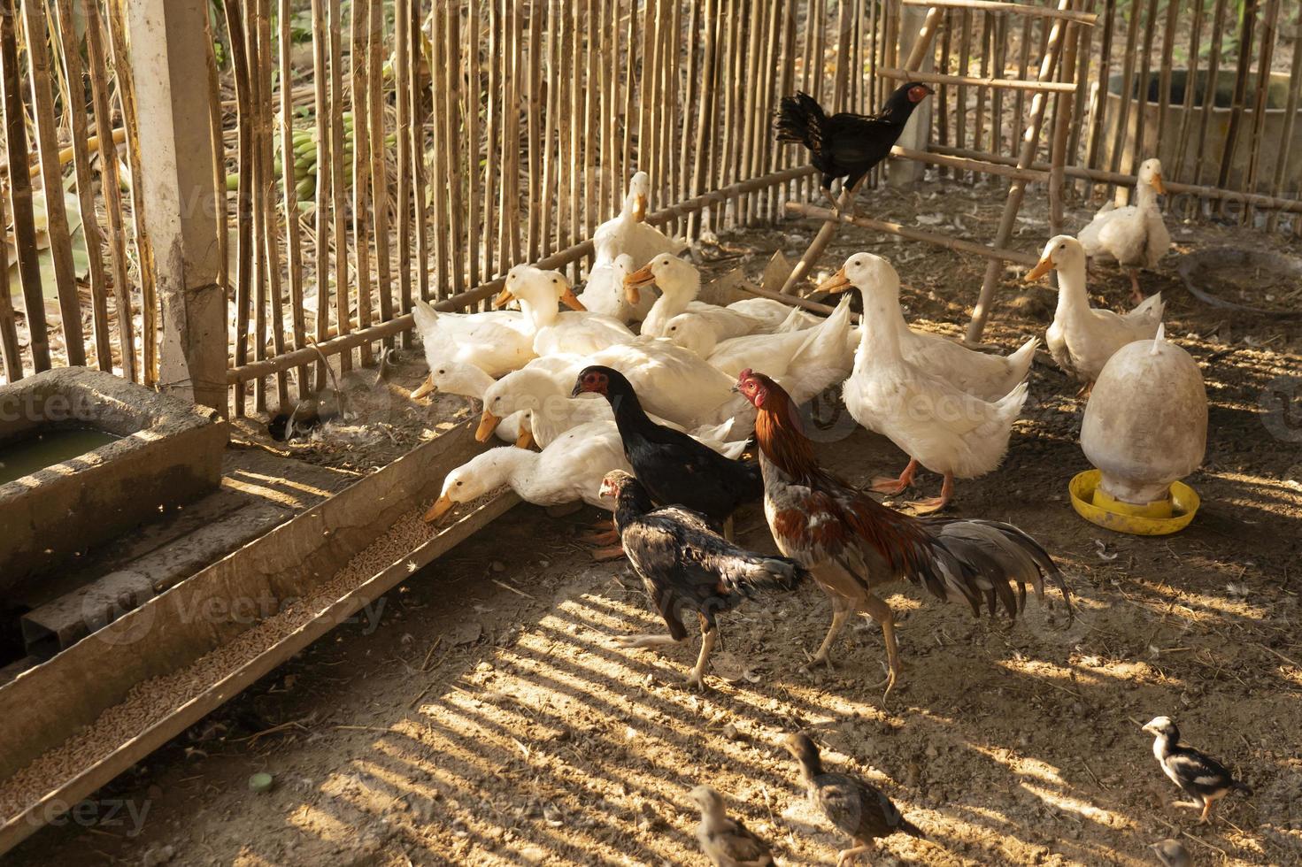 patos y gallinas que crecen en corrales o en granjas en zonas rurales de agricultores. foto