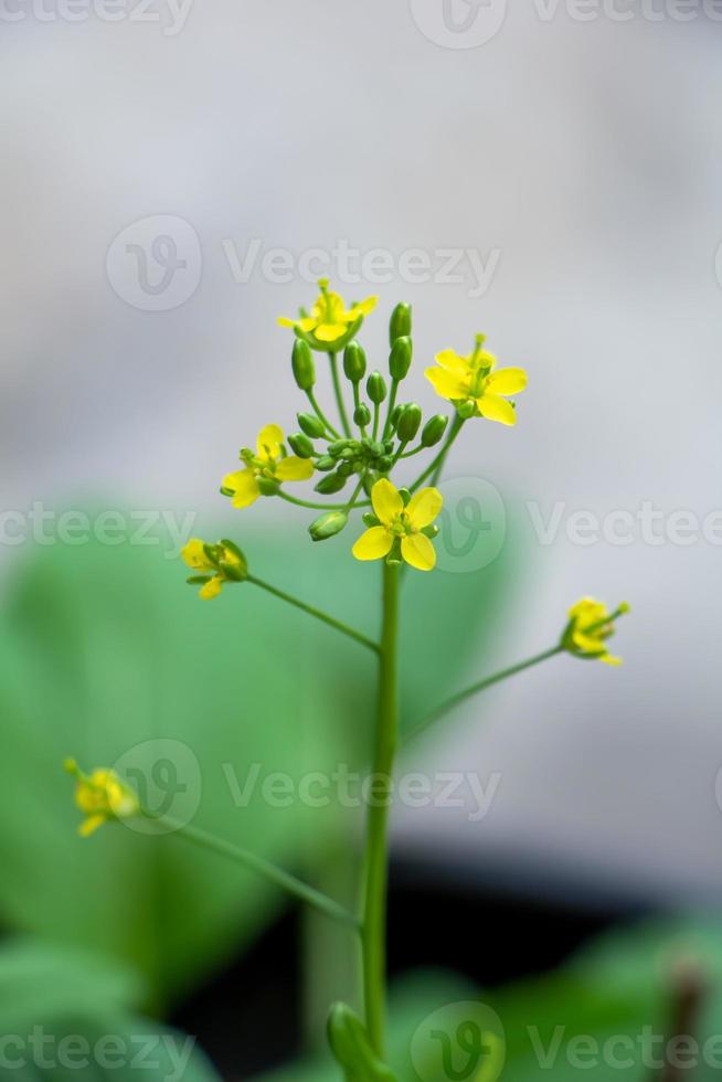 Brassica napus var. jadeante. también conocida como colza o colza, es un miembro de la familia de las brasicáceas con flores de color amarillo brillante. foto