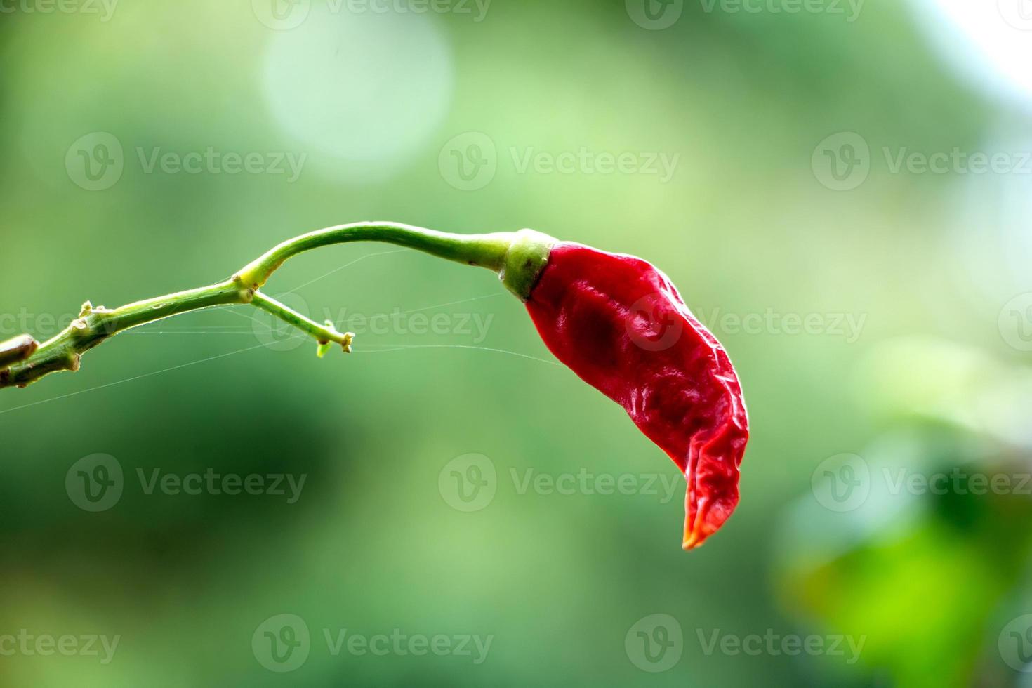 Chili tree. Chili is a fruit and plant member of the genus Capsicum. The fruit can be classified as either a vegetable or a spice, depending on how it is used. photo