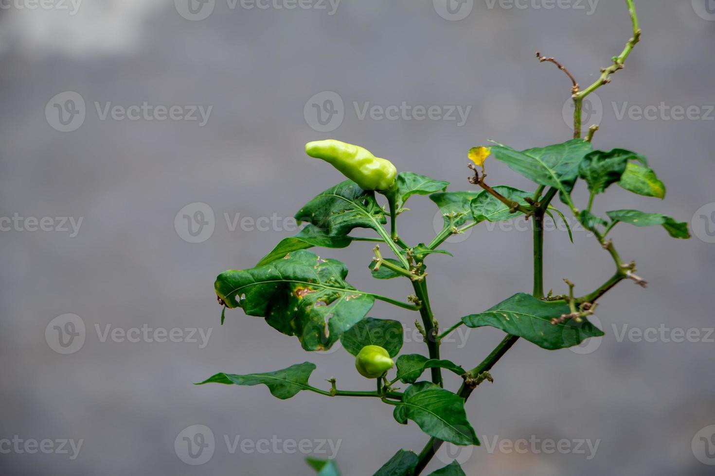 Chili tree. Chili is a fruit and plant member of the genus Capsicum. The fruit can be classified as either a vegetable or a spice, depending on how it is used. photo