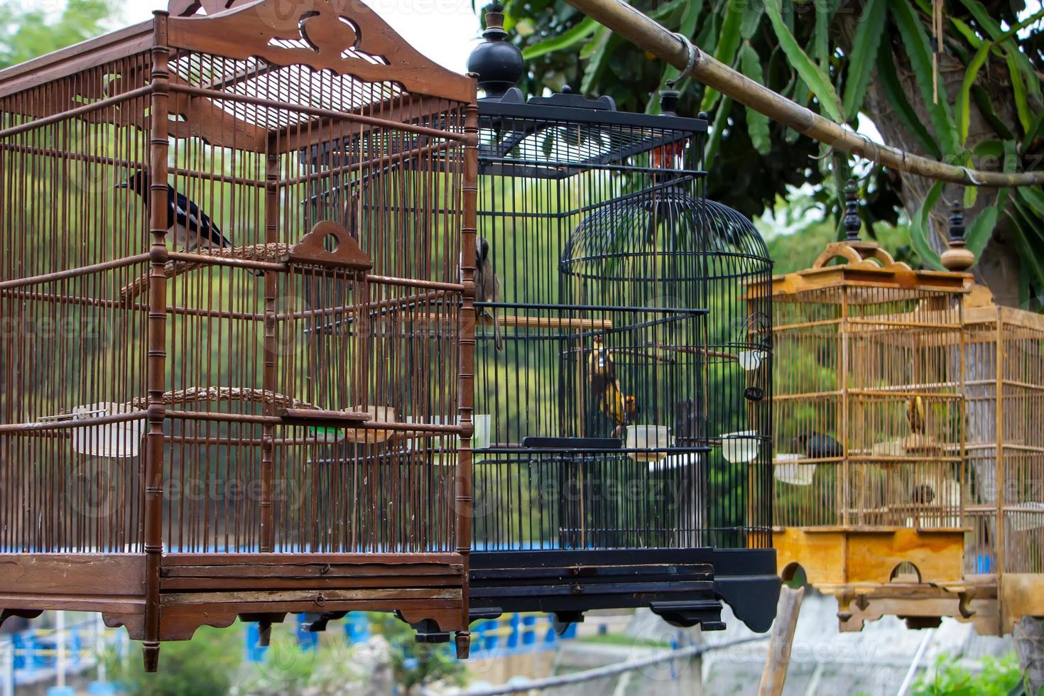 Kinds of birds in a cage photo