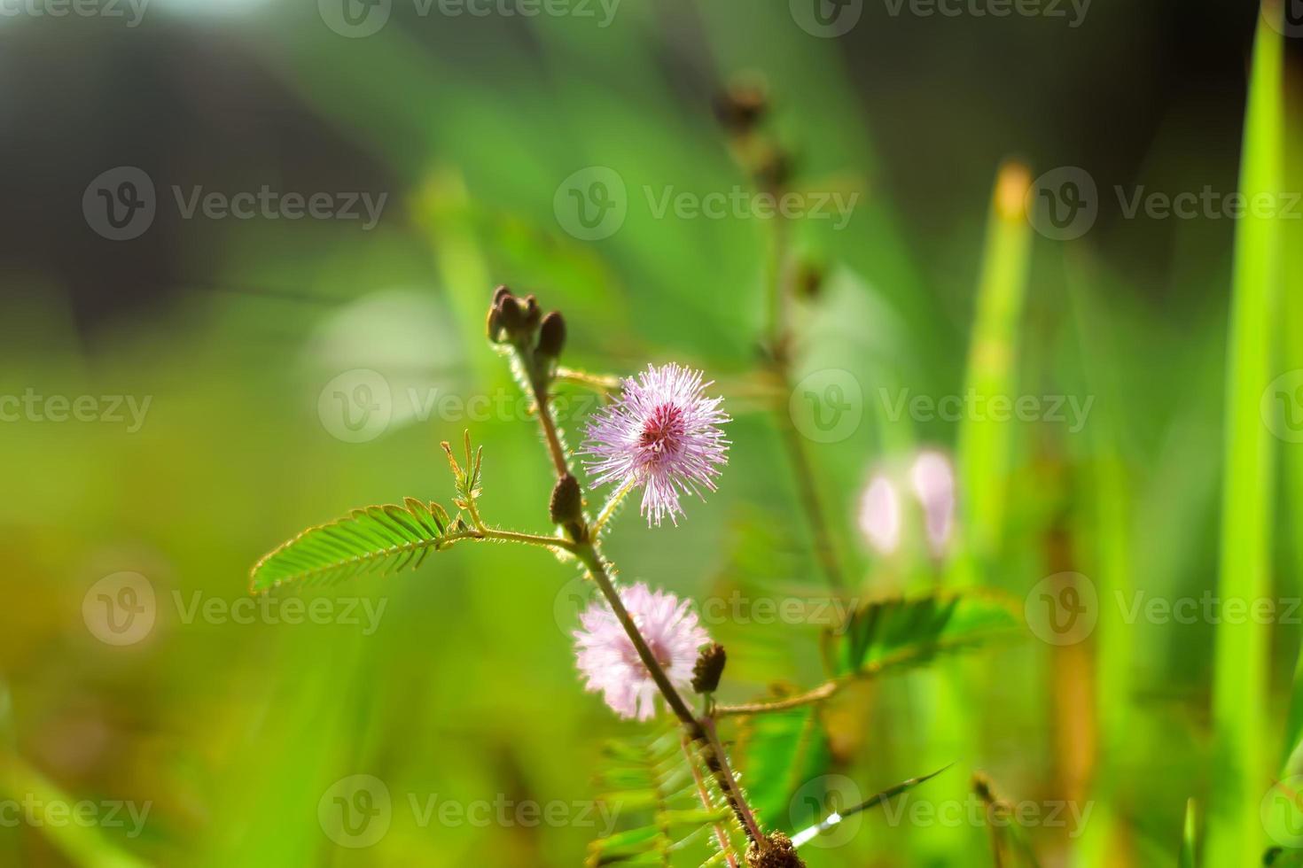 Putri malu or Mimosa pudica is a short shrub belonging to the legume tribe that is easily recognized for its leaves that can quickly close, wither on their own when touched. photo