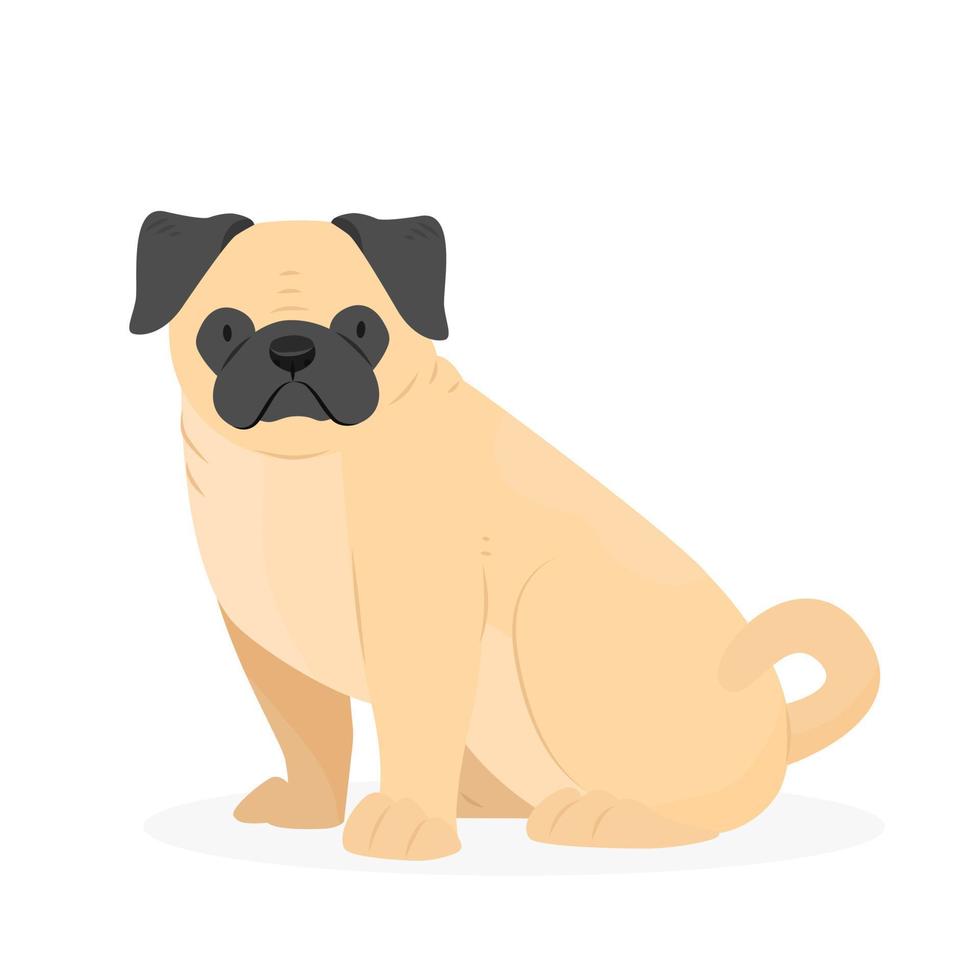 Sitting pug dog. Cute animal dog breed pug. Vector illustration isolated on white background.