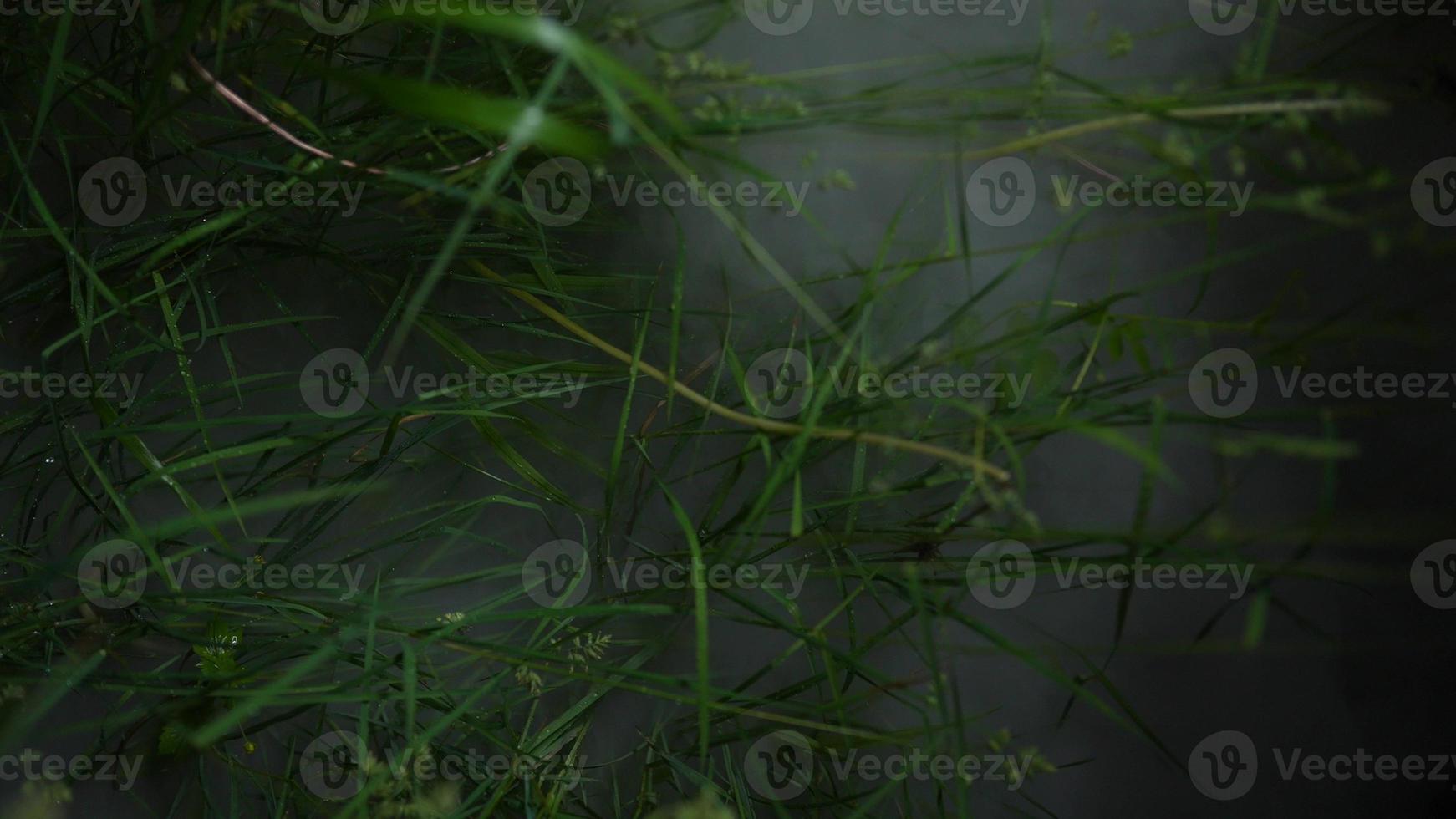 Fog spreads through the grass, close-up view photo